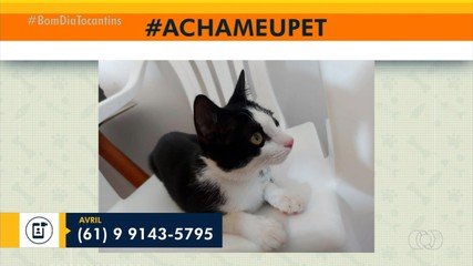 Acha meu Pet: tutores procuram por animais desaparecidos em Palmas