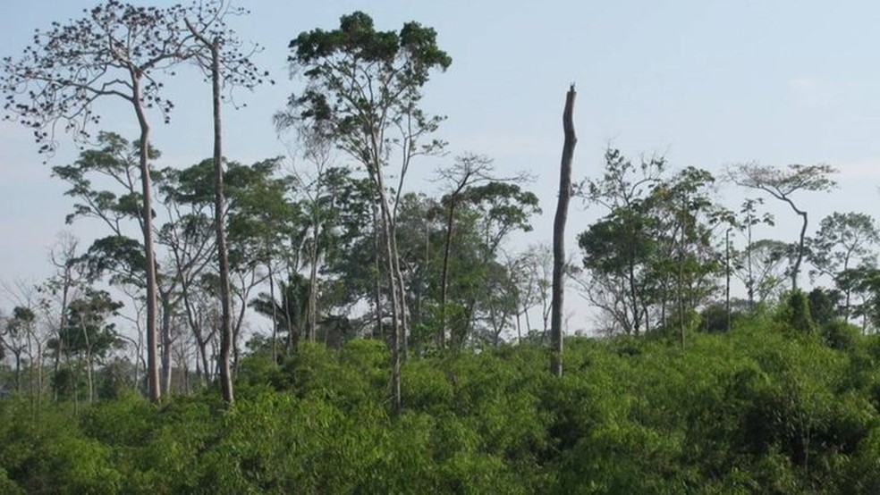 Predominância da floresta de bambus pode empobrecer o solo com falta de nutrientes — Foto: Divulgação/Evandro Ferreira