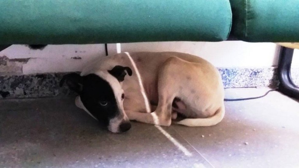 Cachorro foi eletrocutado pelo vigilante dentro de casa no interior do CearÃ¡ â€” Foto: Alex Pimentel