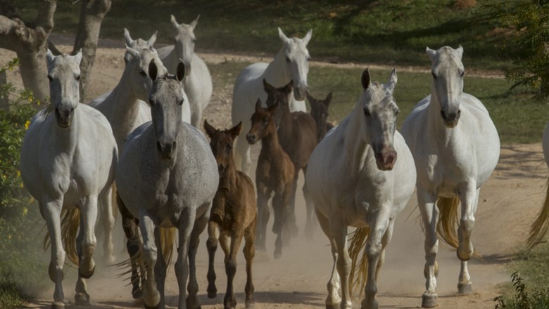 cavalo-mangalarga-marchador-equinos (Foto: Rogério Albuquerque/Ed. Globo)