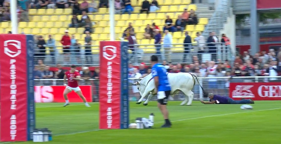 Touro invade campo de rugby &mdash; Foto: Reprodu&ccedil;&atilde;o/Twitter