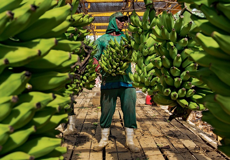 Cultivo agroecológico pode mudar o perfil da produção no Vale do Ribeira (SP) e abrir o mercado europeu para a banana brasileira (Foto: Lalo de Almeida/Ed. Globo)