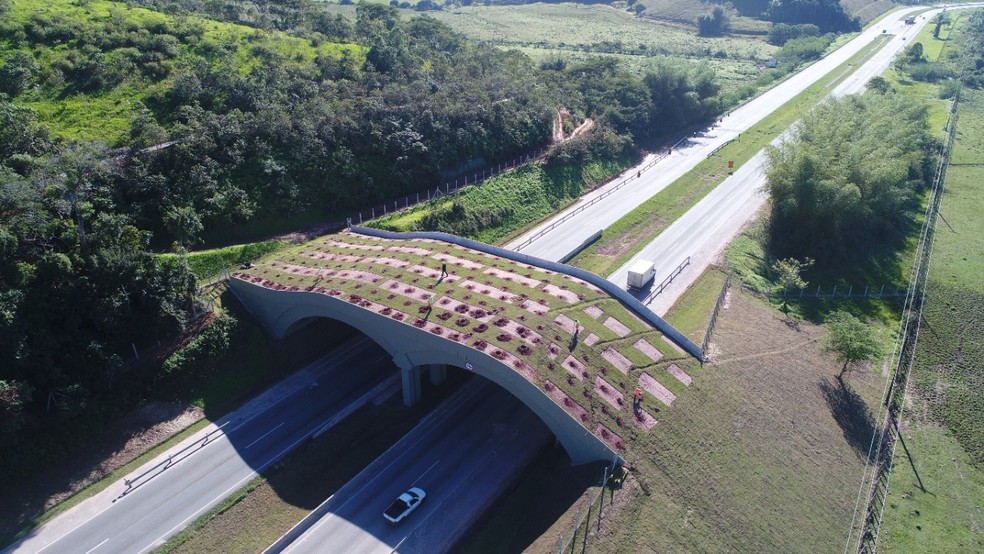 Primeiro viaduto vegetado em rodovia federal do Brasil fica na BR-101, em Silva Jardim, no RJ — Foto: Divulgação/Arteris Fluminense