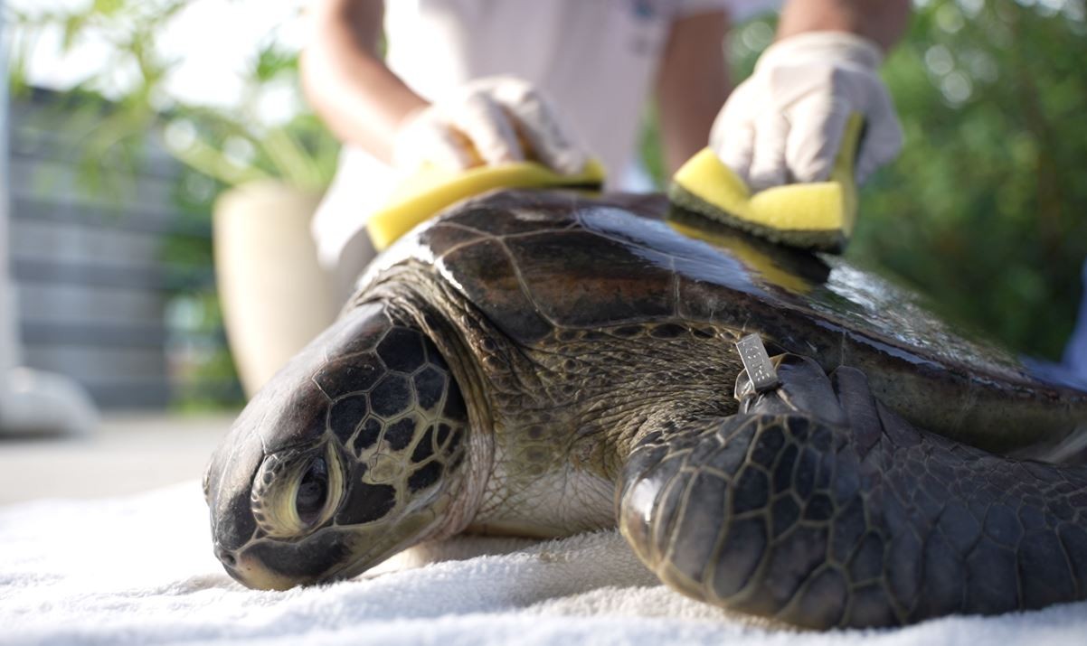 Pesquisadores monitoram e recuperam tartarugas marinhas de tumores relacionados ao contato com a poluição: 'Reflexo da má qualidade da água'