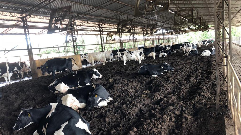 Compost barn tem ganhado adeptos no Brasil e contribuído para aumento da produção leiteira — Foto: Divulgação