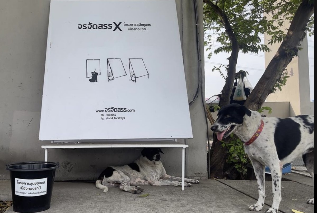 O projeto busca trazer mais segurança para os cães de rua da Tailândia  (Foto: Instagram/ @stand_forstrays/ Reprodução)