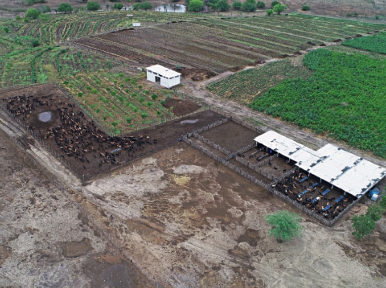 Com ajuda do Projeto Adapta Sertão, produtores do nordeste  da Bahia cultivam frutas e têm criações de gado leiteiro e caprinos - Fazenda cultiva frutas e têm criação de animais (Foto: Francisco Maffezzolli Junior)