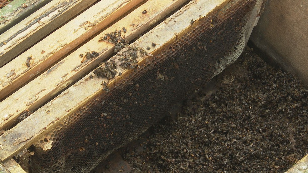 Uso de agrotóxicos podem ter causado morte de abelhas no Paraná  — Foto: Reprodução/RPC