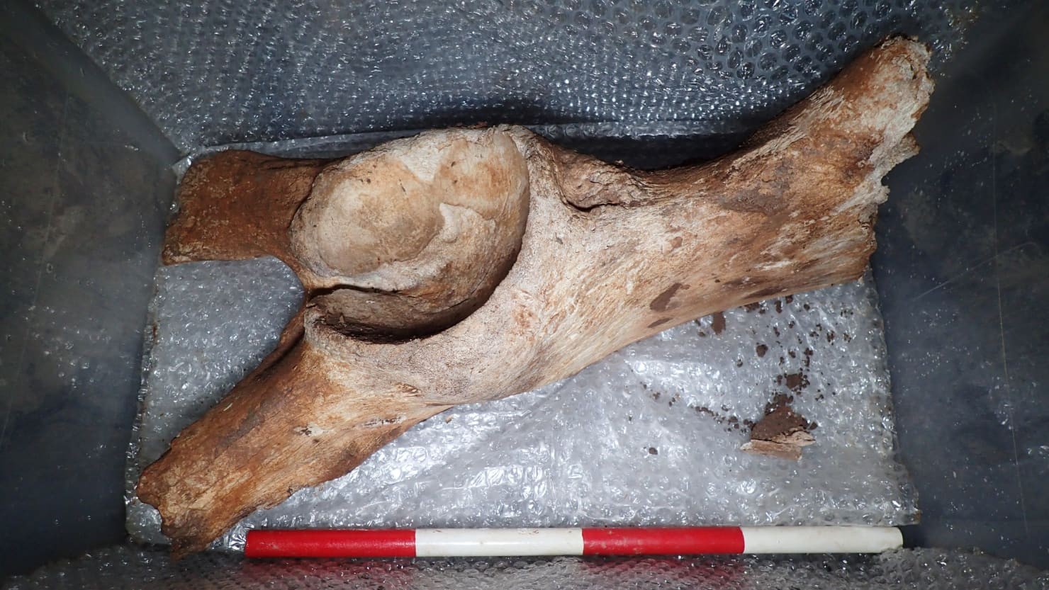 Fóssil de espécie extinta descoberto por pesquisadores em Sherford, na Inglaterra (Foto: The Box Museum )