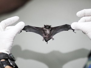 Morcego pode transmitir raiva a animais domésticos (Foto: Arquivo/PMC)