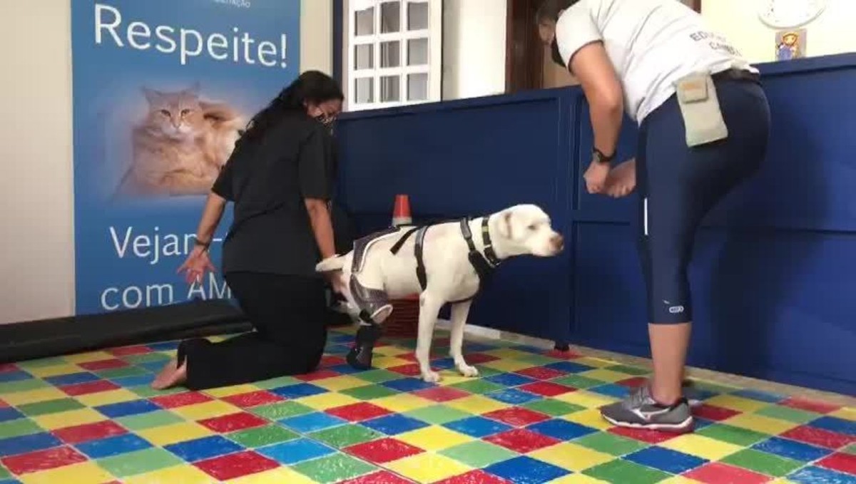 Pitbull Sansão que teve as patas decepadas ganha prótese ...