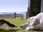 Os cães que protegem pinguins do aniquilamento em ilha na Austrália