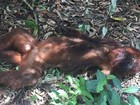 Laudo descarta febre amarela em macaco achado morto em Itapetininga
