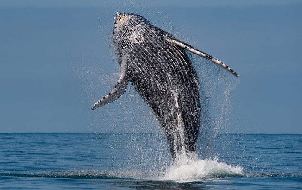 Featured image of post Imagens De Baleias - Veja mais ideias sobre baleias, arte baleia, baleia.