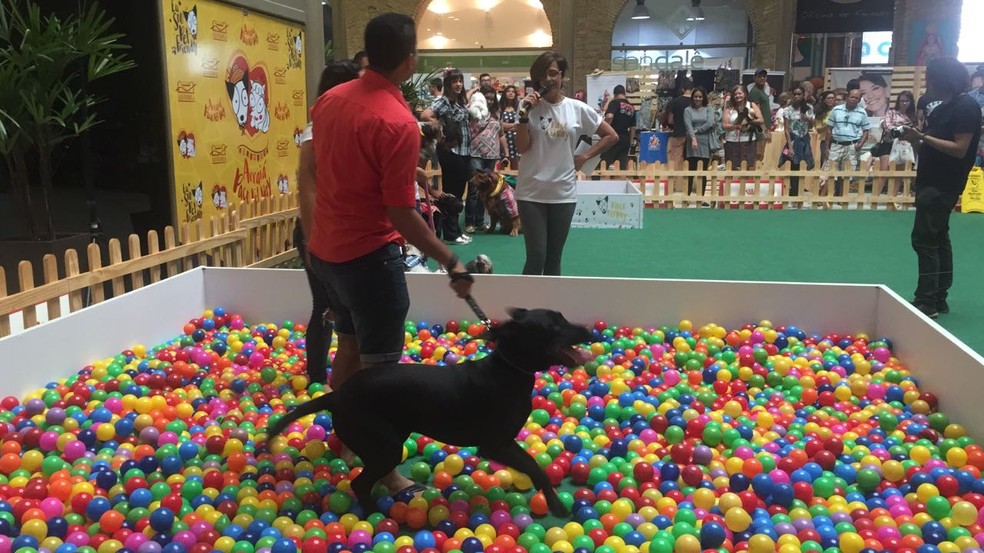 Animais De Estimacao Passam A Ser Bem Vindos Em Shopping Do Recife Pernambuco G1