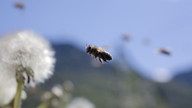 abelha-polinização-mel-apicultura-desaparecimento (Foto: Divulgação)