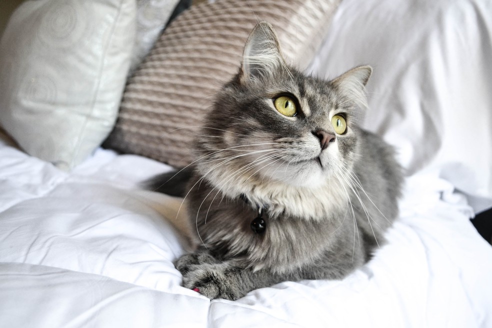 Esporotricose Pode Ser Transmitida Dos Gatos Para Os Humanos Por Arranhoes Ou Mordidas Mundo Pet G1