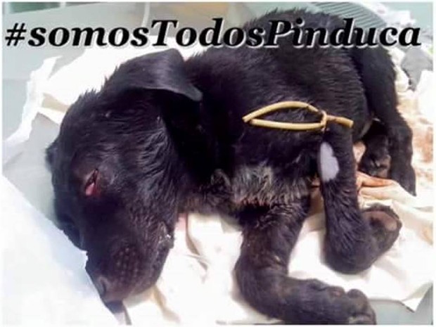 Pinduca, filhote de cachorro agredido em Pitangui (Foto: Luciene Resende/Arquivo pessoal)