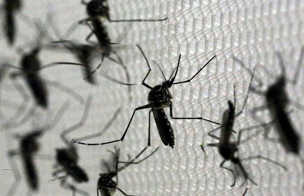 Mosquito Aedes aegypti é transmissor de doenças como dengue, chikungunya e zika (Foto: Paulo Whitaker/REUTERS)