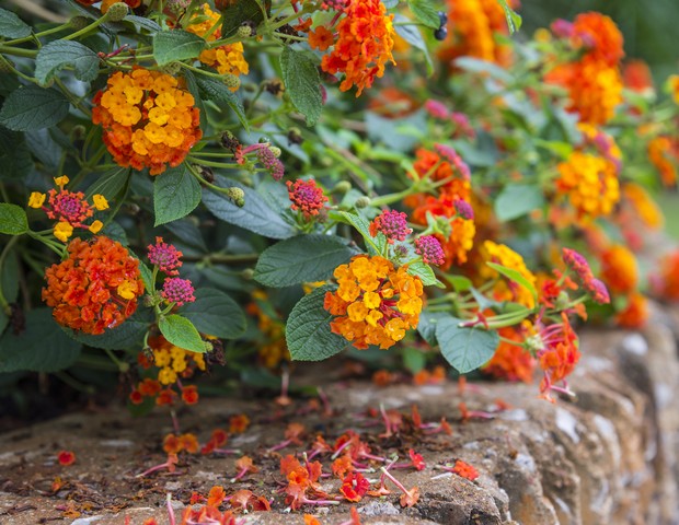Streptosolen Jamesonii (The Marmalade Bush Flowers) (Foto: Getty Images/iStockphoto)