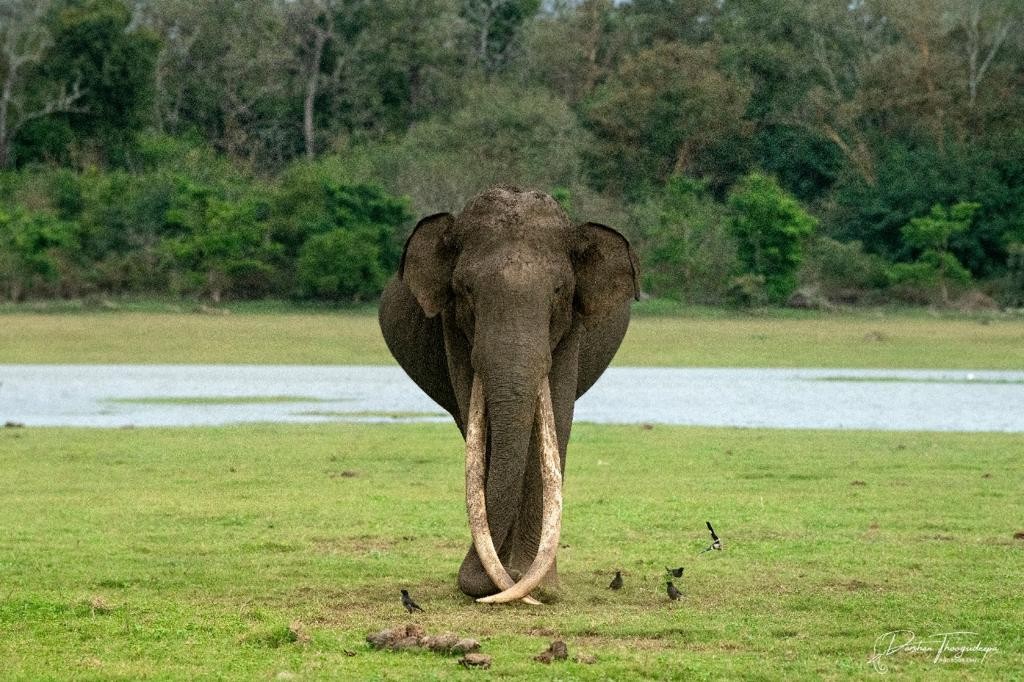 Elefante fotografado em cidade na Índia (Foto: reprodução twitter)