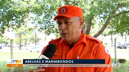 Bombeiro explica o que fazer em casos de colônias de abelhas e marimbondos