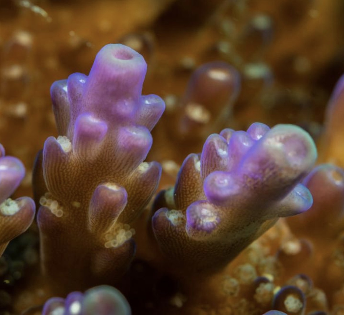 Corais encontrais são conhecidos como 