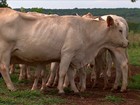 Conheça medidas que geram bons resultados contra o carrapato do boi