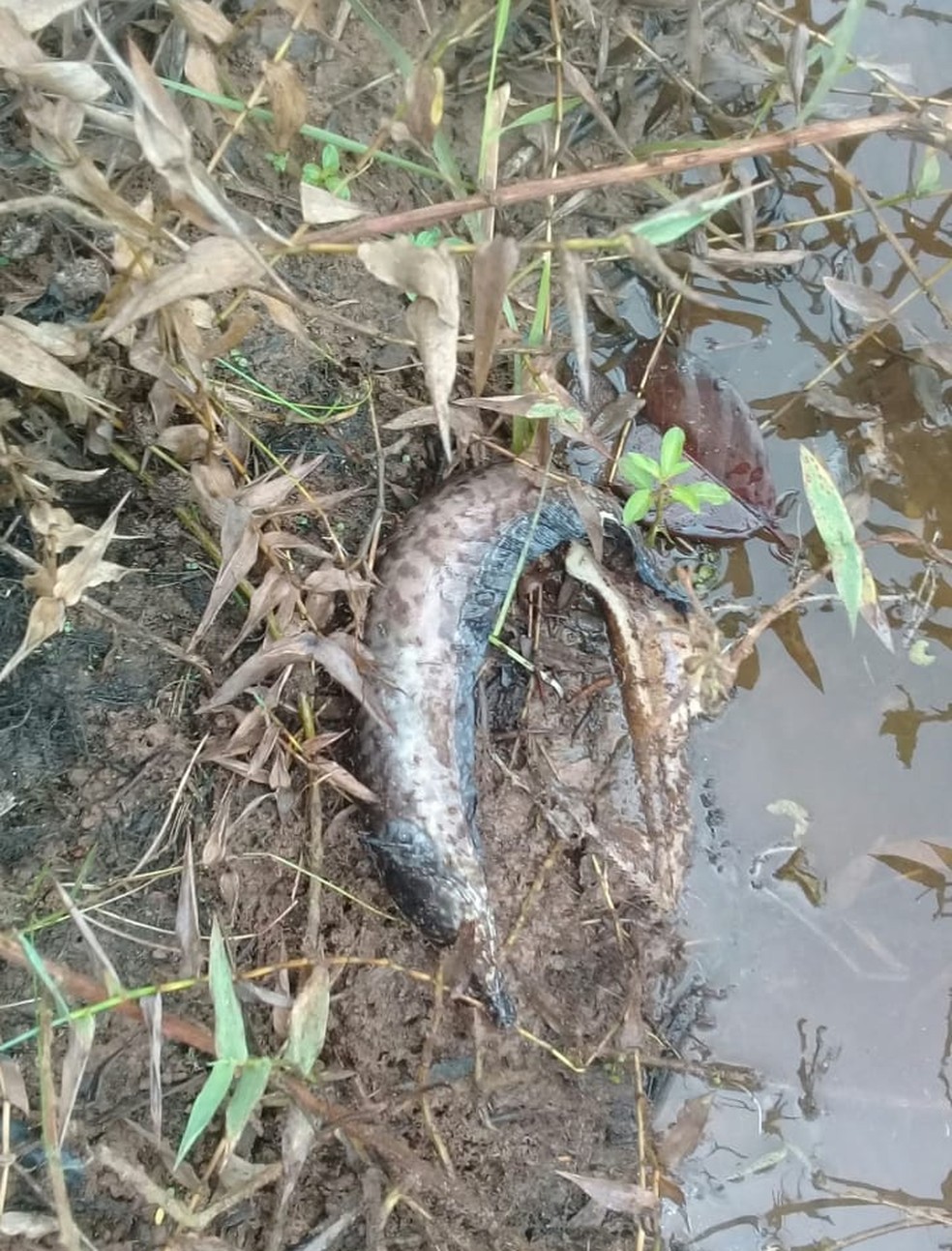 Outros peixes estavam agonizando às margens do rio — Foto: Divulgação