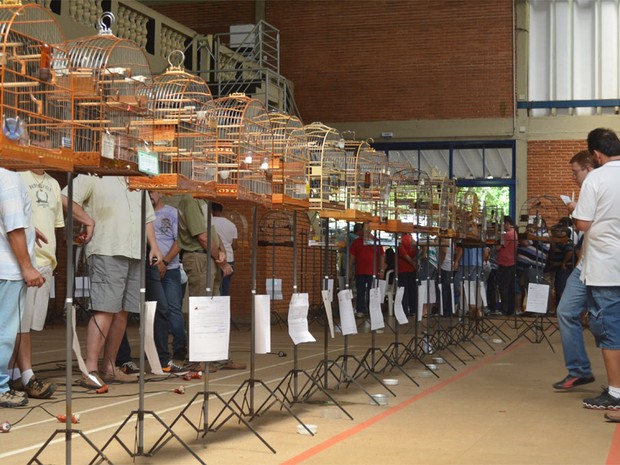 Torneio de Pássaros realizado em Mantena foi um sucesso. Confira as fotos e  o resultado final - SiteBarra