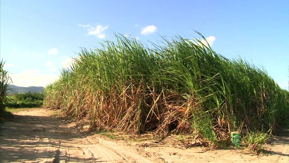 Plantação de cana-de-açúcar no Brasil. País tem potencial para expandir produção de etanol e diminuir emissão de poluentes  (Foto: Reprodução/TV Gazeta)