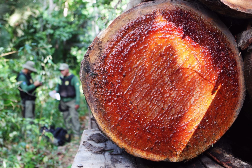 Operação de combate à exploração ilegal de madeira em Terra Indígena na região de Novo Progresso (PA), em 2016. — Foto: Felipe Werneck/Ibama