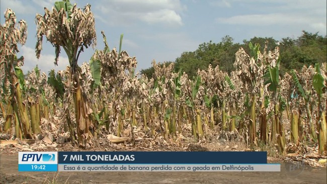 Cerca de 7 mil toneladas de bananas foram perdidas com a geada em Delfinópolis