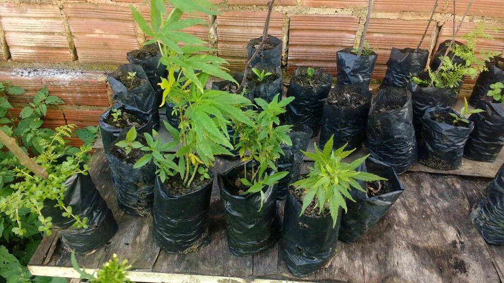 Droga apreendida foi levada &agrave; delegacia (Foto: Divulga&ccedil;&atilde;o/Pol&iacute;cia Militar)