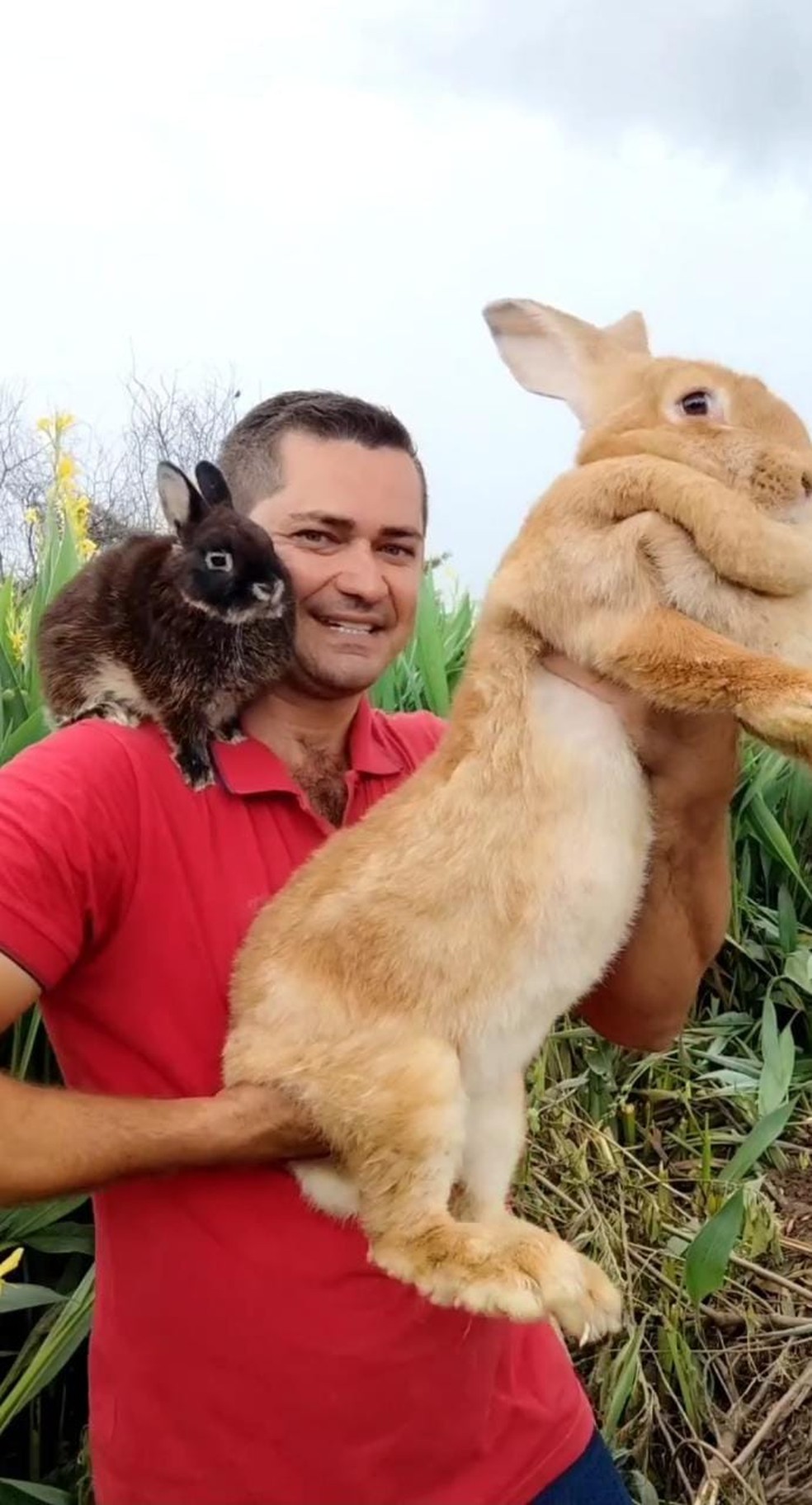 Cunicultor mostra a diferença entre coelho gigante e coelho anão — Foto: Reprodução/ Redes sociais