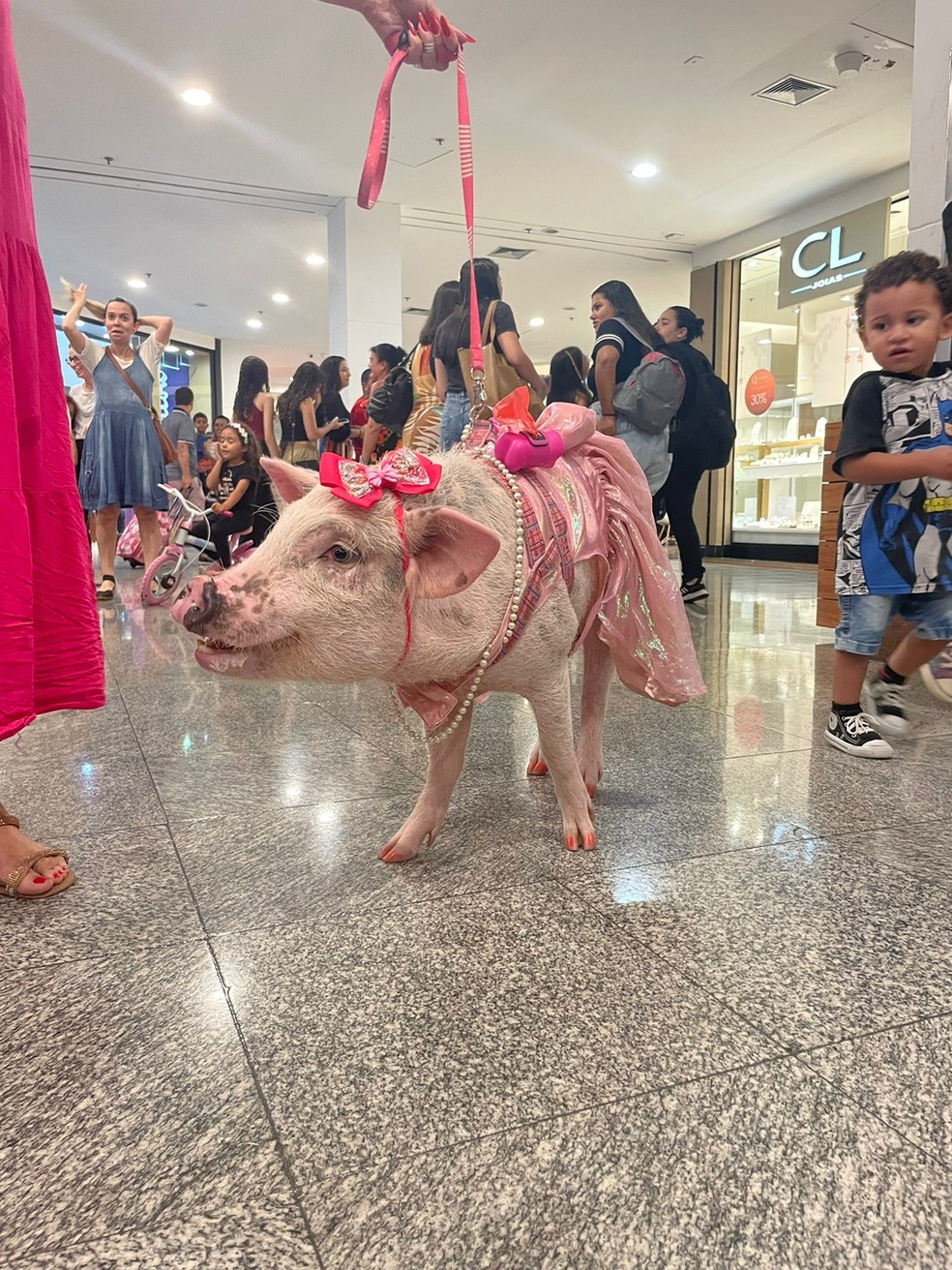 Teve at&eacute; porquinha indo visitar a Casa de Vidro do BBB 23 &mdash; Foto: Nath&aacute;lia Gomes/gshow
