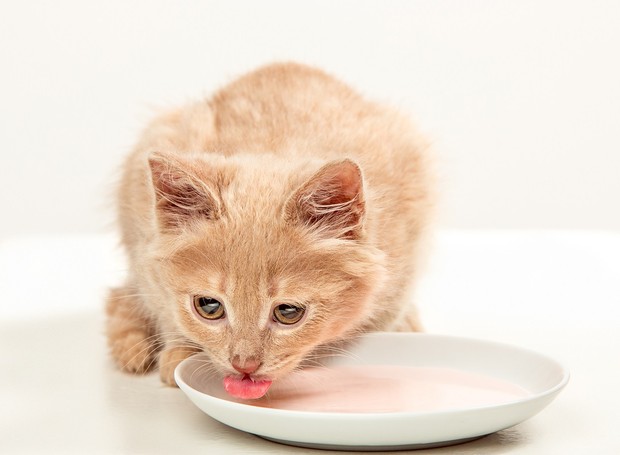 Caso o animal apresente alguma reação, é importante suspender o iogurte da dieta do pet (Foto: Freepik/ CreativeCommons)