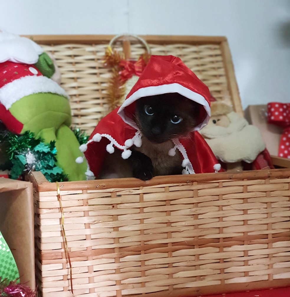 Chapeuzinho vermelho natalino foi o figurino escolhido para este felino. — Foto: Reprodução/CCZ