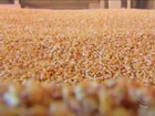 Produção global de grãos deve cair 1,3% em 2015, diz FAO