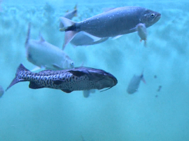 Aquarios têm mais de mil peixes de 56 espécies diferentes em Ribeirão Preto (SP) (Foto: Reprodução/EPTV)