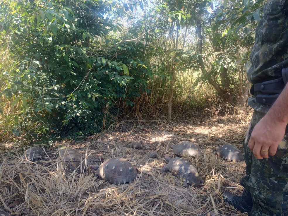 Jabutis eram mantidos irregularmente em cativeiro em Dracena (SP) — Foto: Polícia Militar Ambiental