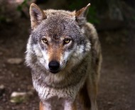 Cientistas descobrem novas semelhanças entre o DNA de lobos e de cães 
