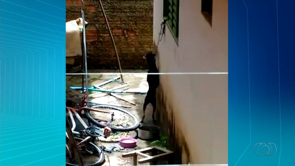 No ano passado, cadela foi resgatada após vídeo  viralizar  (Foto: Divulgação/TV Anhanguera)