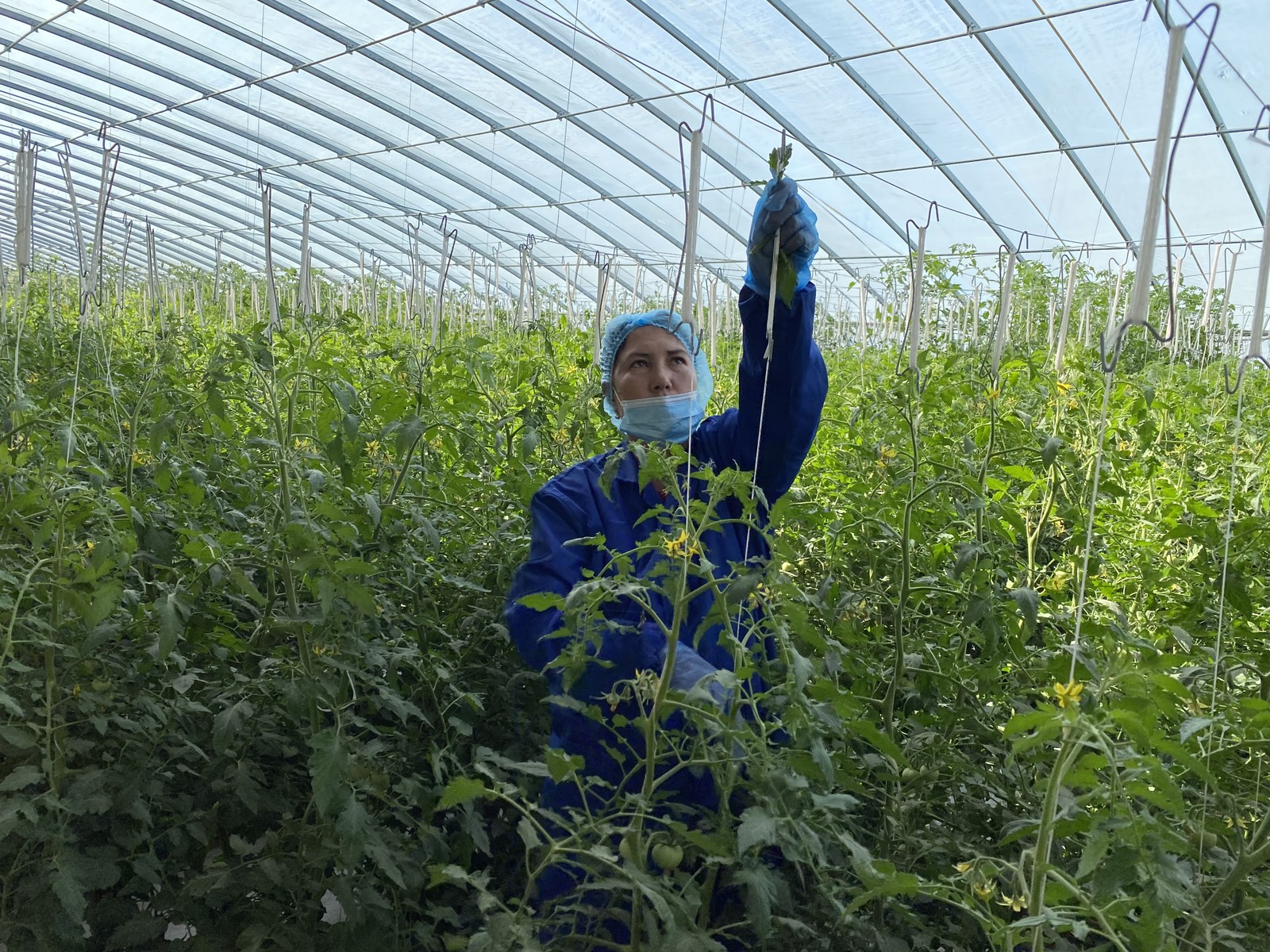 Agricultura sustentável em Kashgar recebe investimento da província de ShandongAgência O Globo