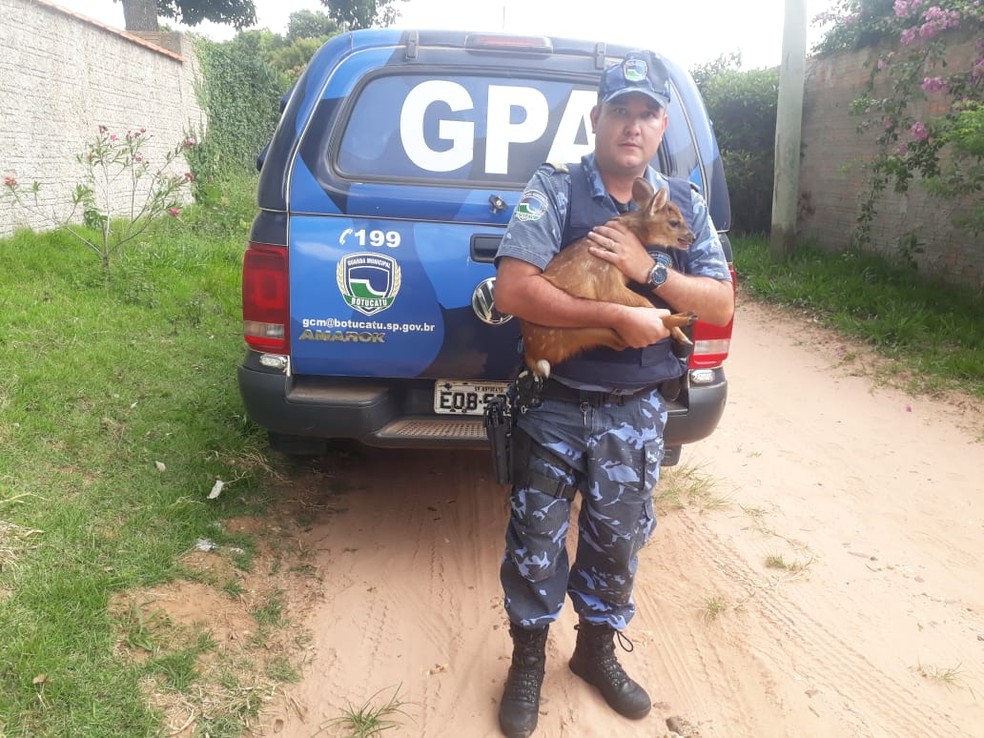 Filhote de veado catingueiro foi resgatado em Botucatu  — Foto: Guarda Civil Municipal / Divulgação 