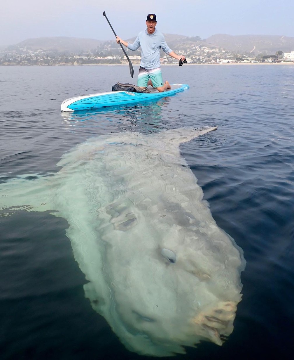 Rich German posa com peixe-lua gigante em foto de 3 de dezembro de 2021 — Foto: Reprodução/Instagram/richgermanlb