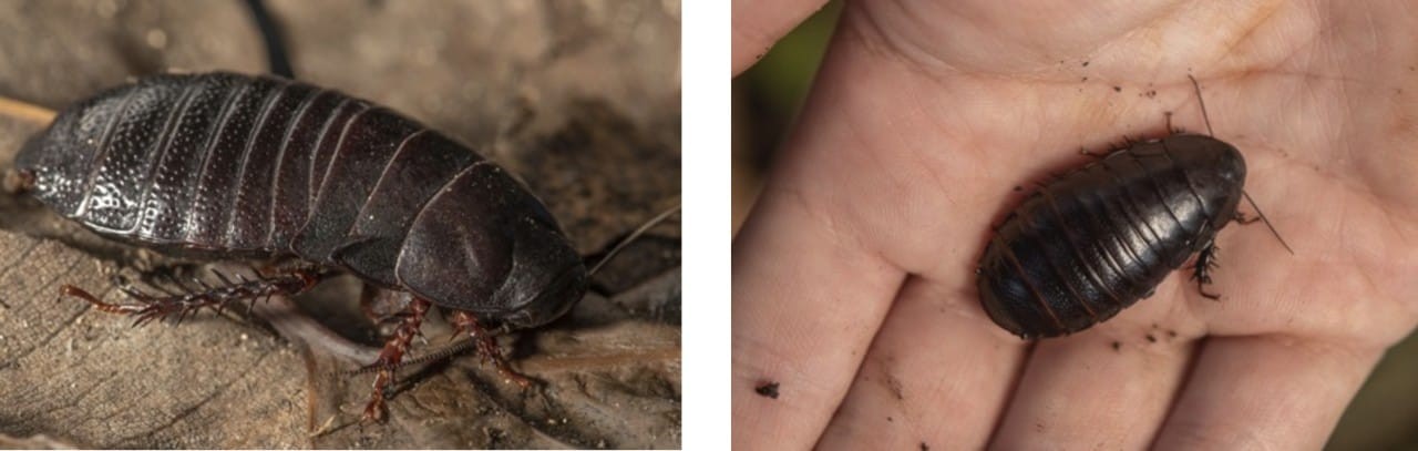  O inseto que se alimenta da madeira da ilha foi descoberto por um estudante de biologia em julho de 2022 (Foto: Justin Gilligan/DPE)
