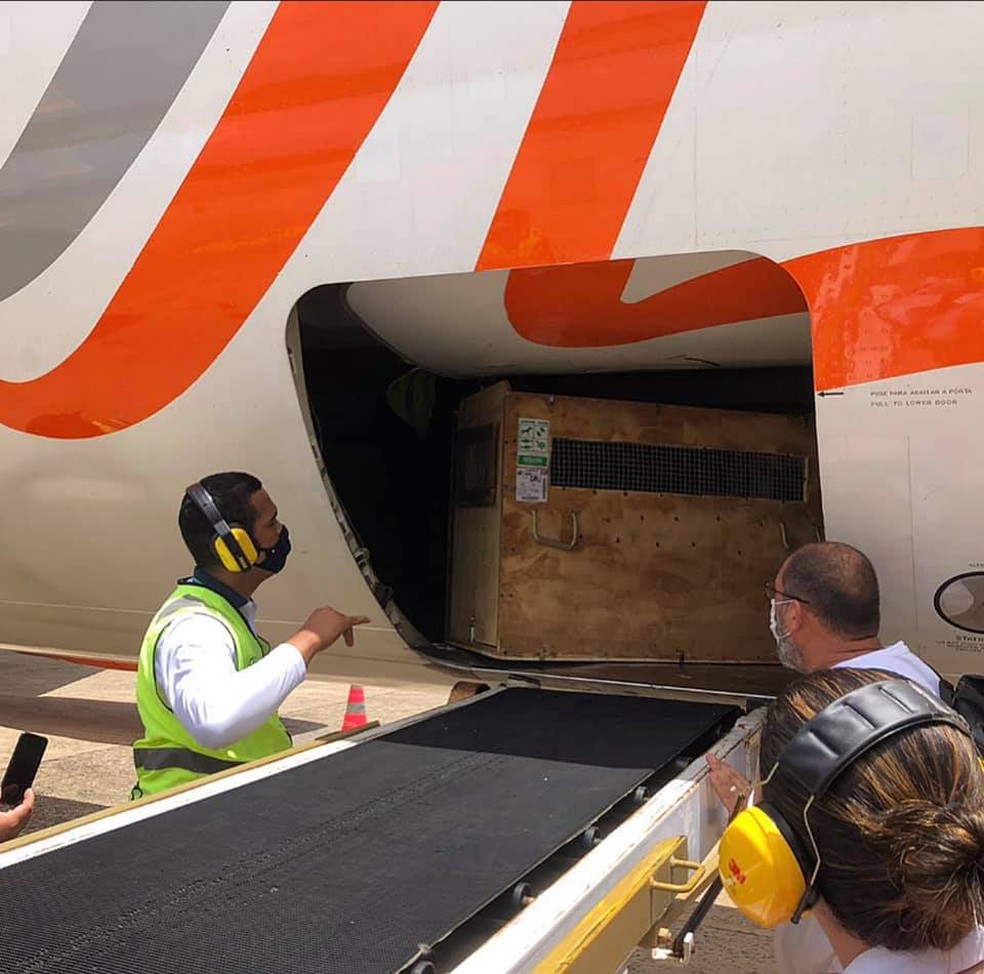 Animal foi transportado em avião — Foto: Divulgação/Infraero