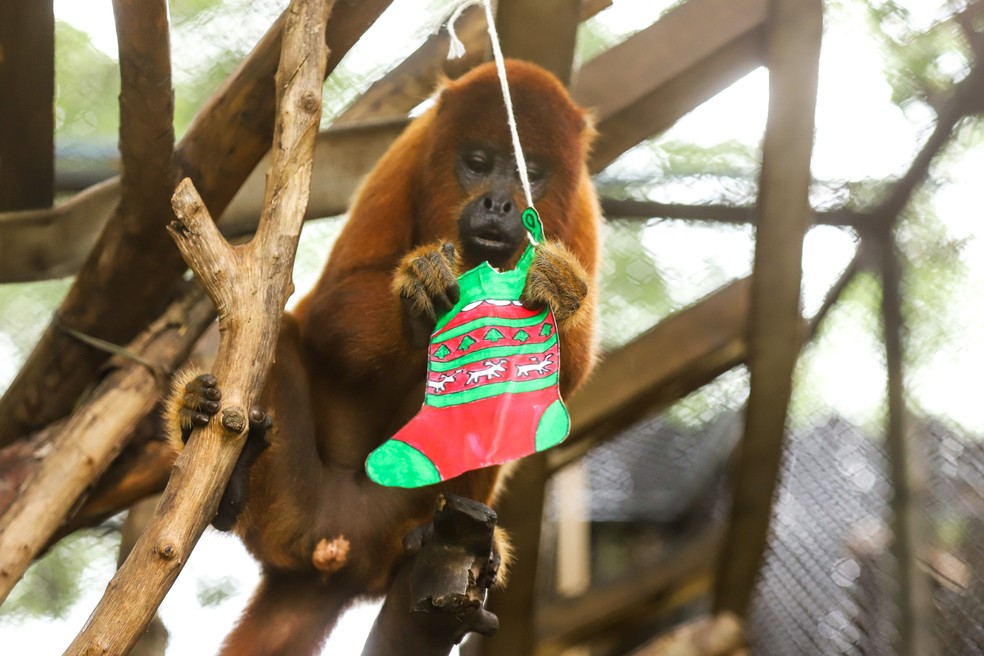 No micário do Zoológico de Brasília, meias produzidas com material reciclável foram penduradas no recinto, recheadas de chips de batata-doce — Foto: Marcella Lasnaeux/Zoológico de Brasília
