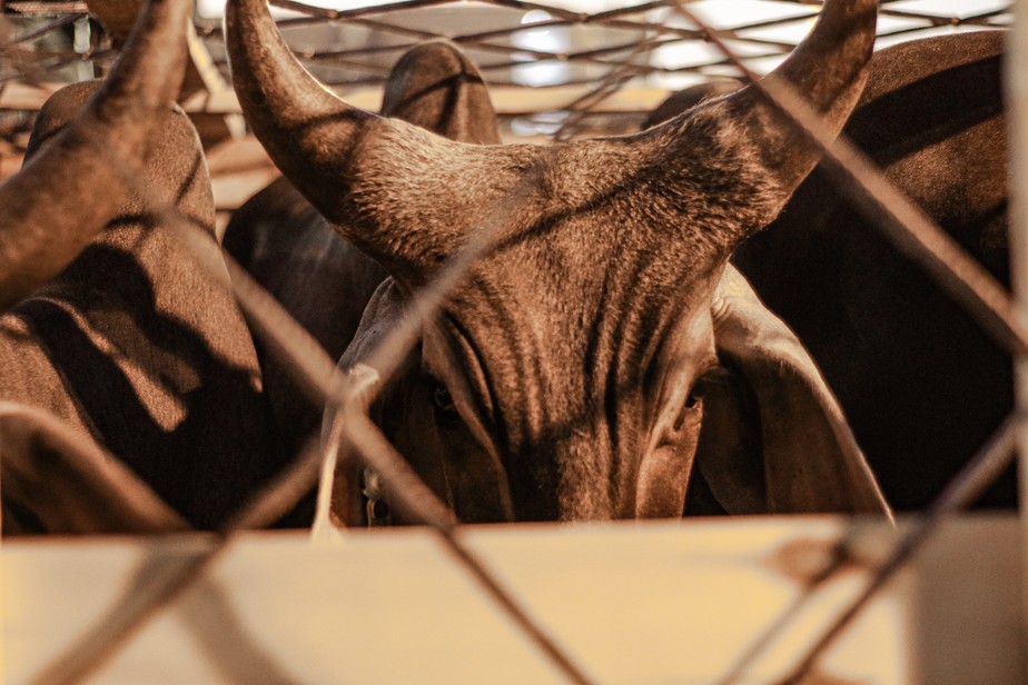 Presença de chifres foi uma das exigências dos produtores senegaleses para a compra dos touros guzerá